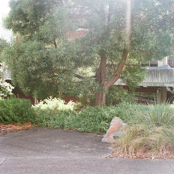 https://www.monash.edu/__data/assets/image/0006/4191684/The-Birds.gif