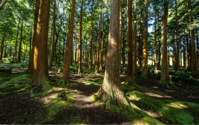 A thriving forest full or trees