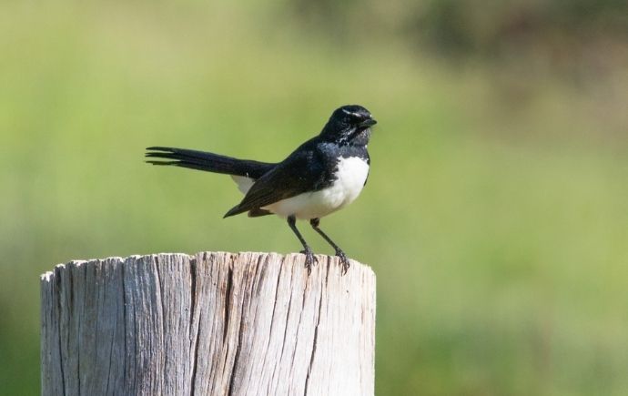 A Willie Wagtail bird standing on a wooden post
