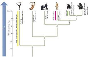 evolution