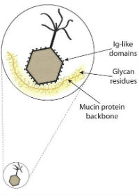 Bacteriophage. Image: Dr Jeremy Barr. Bacteriophage. Image: Dr Jeremy Barr.