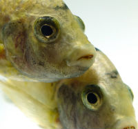Variation in fish faces. Image: Dr Matt McGee. Variation in fish faces. Image: Dr Matt McGee.