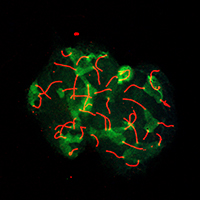 Male meiotic chromosomes stained for synaptonemal complexes (red) and histone H4K20 (green). Image: Jo Merriner (O'Bryan Lab). Male meiotic chromosomes stained for synaptonemal complexes (red) and histone H4K20 (green). Image: Jo Merriner (O'Bryan Lab).