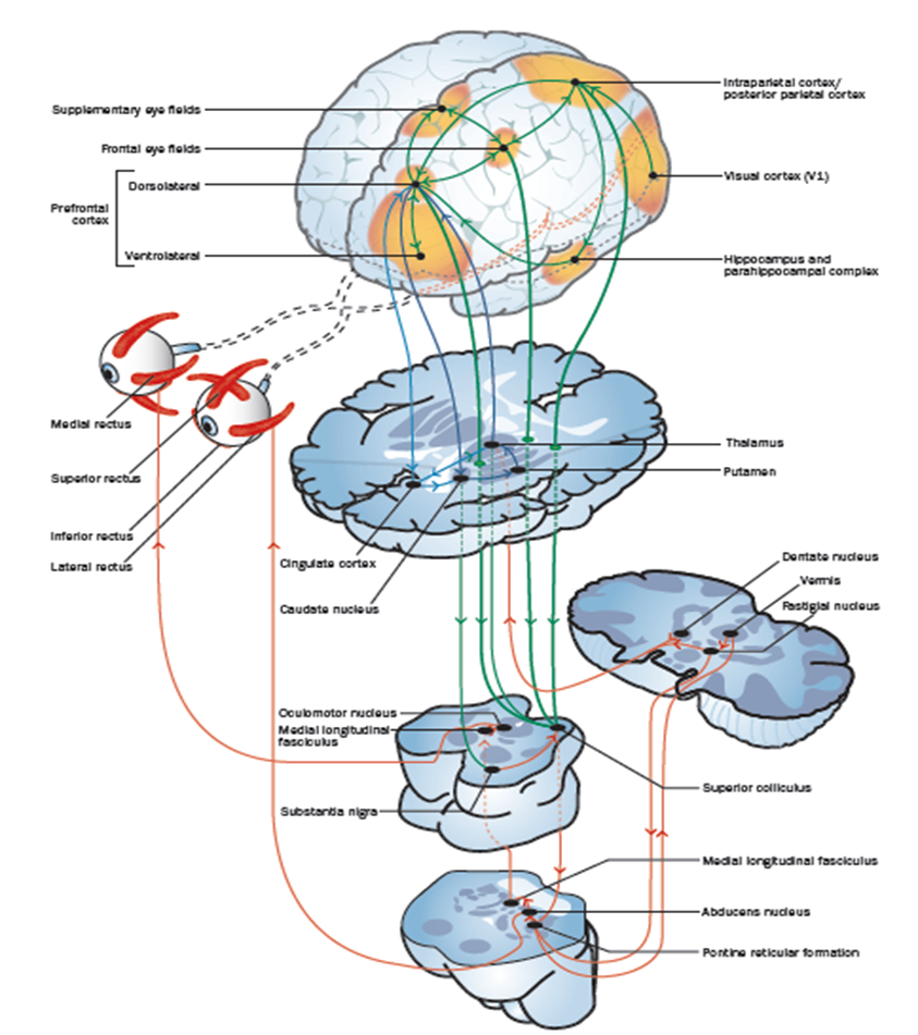 Saccadic trajectory in characterising cognitive changes in Multiple Sclerosis