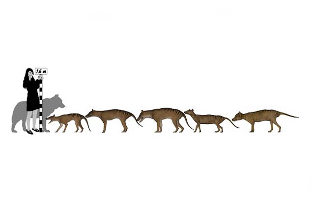 Thylacine group shown to scale.