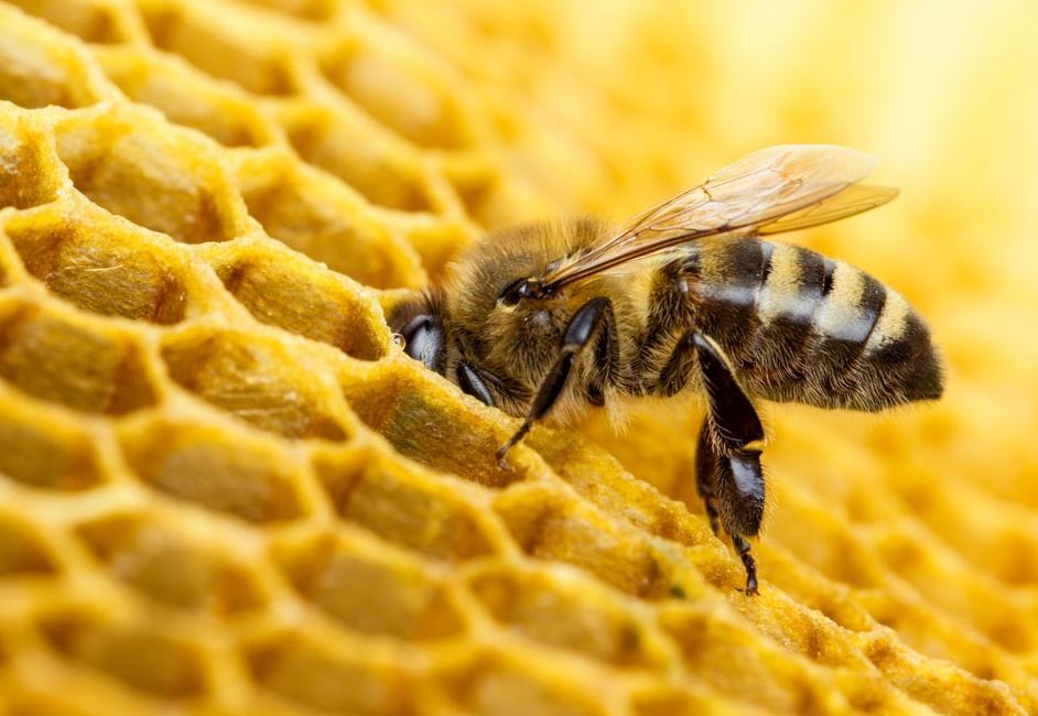 Close up of bee near honeycomb