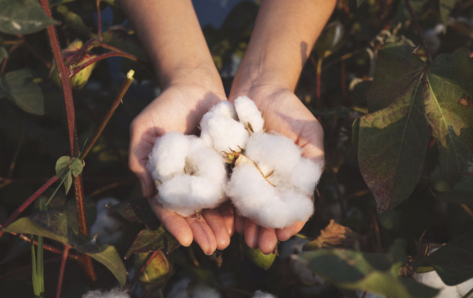 Raw cotton in hands