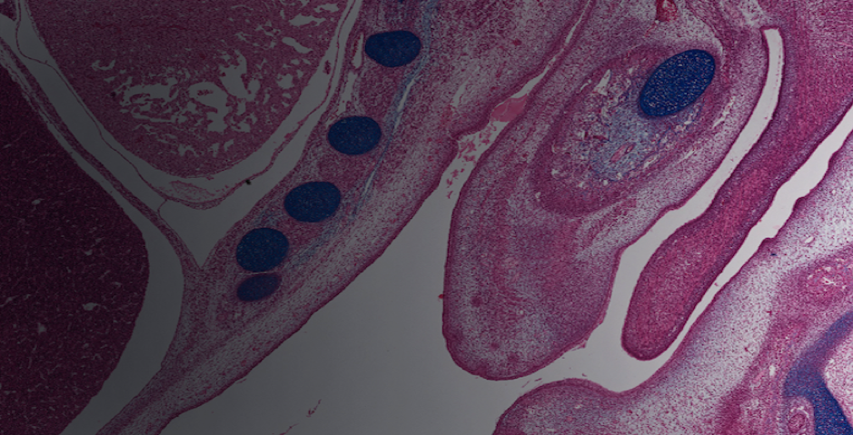 Histology