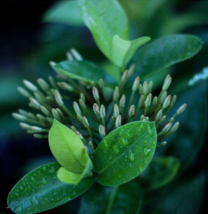 Monash University plant sciences complex
