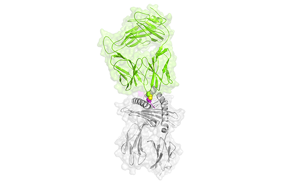 The X-ray crystal structure of a covalent bond between a T cell receptor and the peptide-MHC ligand. Image courtesy of Prof Gras, La Trobe University.