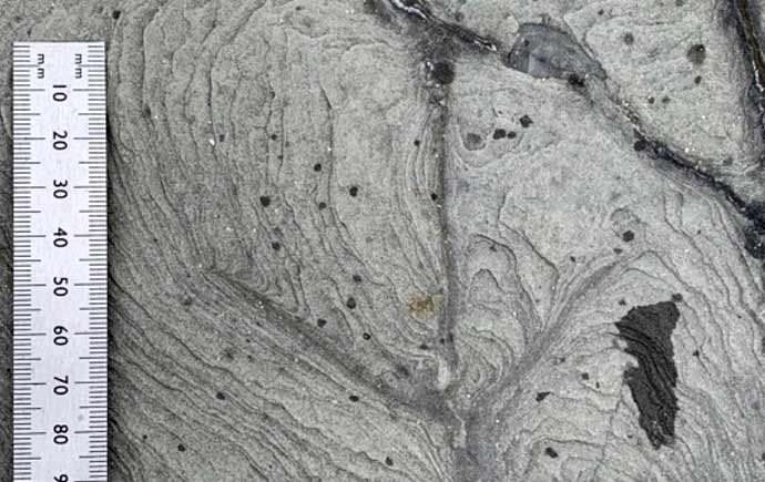 Early Cretaceous bird footprint 