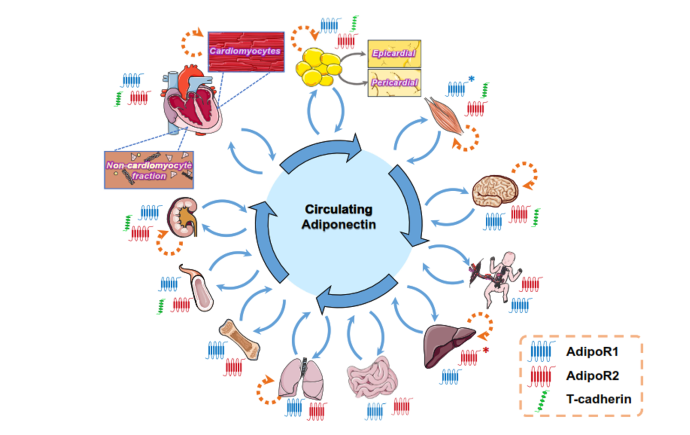 Tissues contributing to circulating adiponectin levels, and tissue distribution of adiponectin receptors