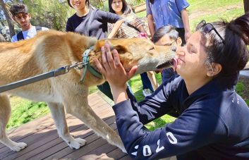 Dingo Kiss