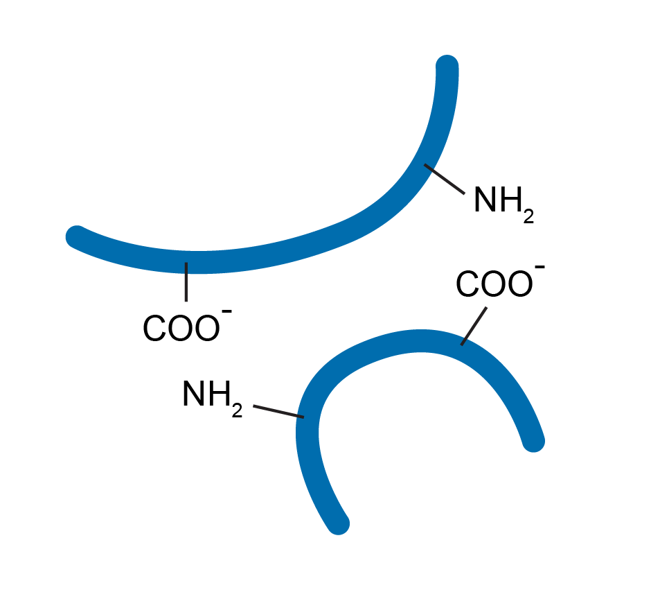 A graphic depicting higher pH. Two lines form two half circles. Points toward the ends of one half circle are marked COO- and NH2. Points closer to the centre of the other curved line are labeled NH2 and COO-.