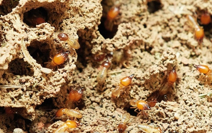 Termites