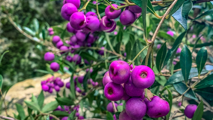 Lilly pilly fruit