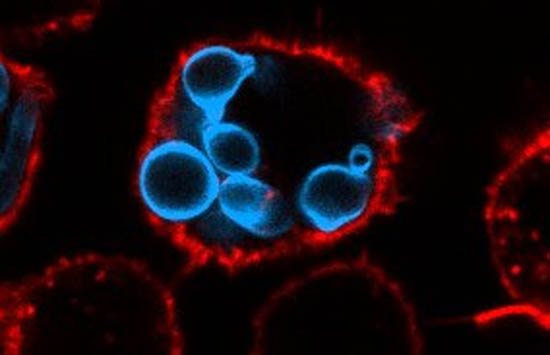 Caught in the act: macrophages (red), the immune system's first responders, engulf invading Candida yeast cells (blue). This microscopic battle is at the heart of research into new ways to fight fungal disease. Image captured by Françios Olivier