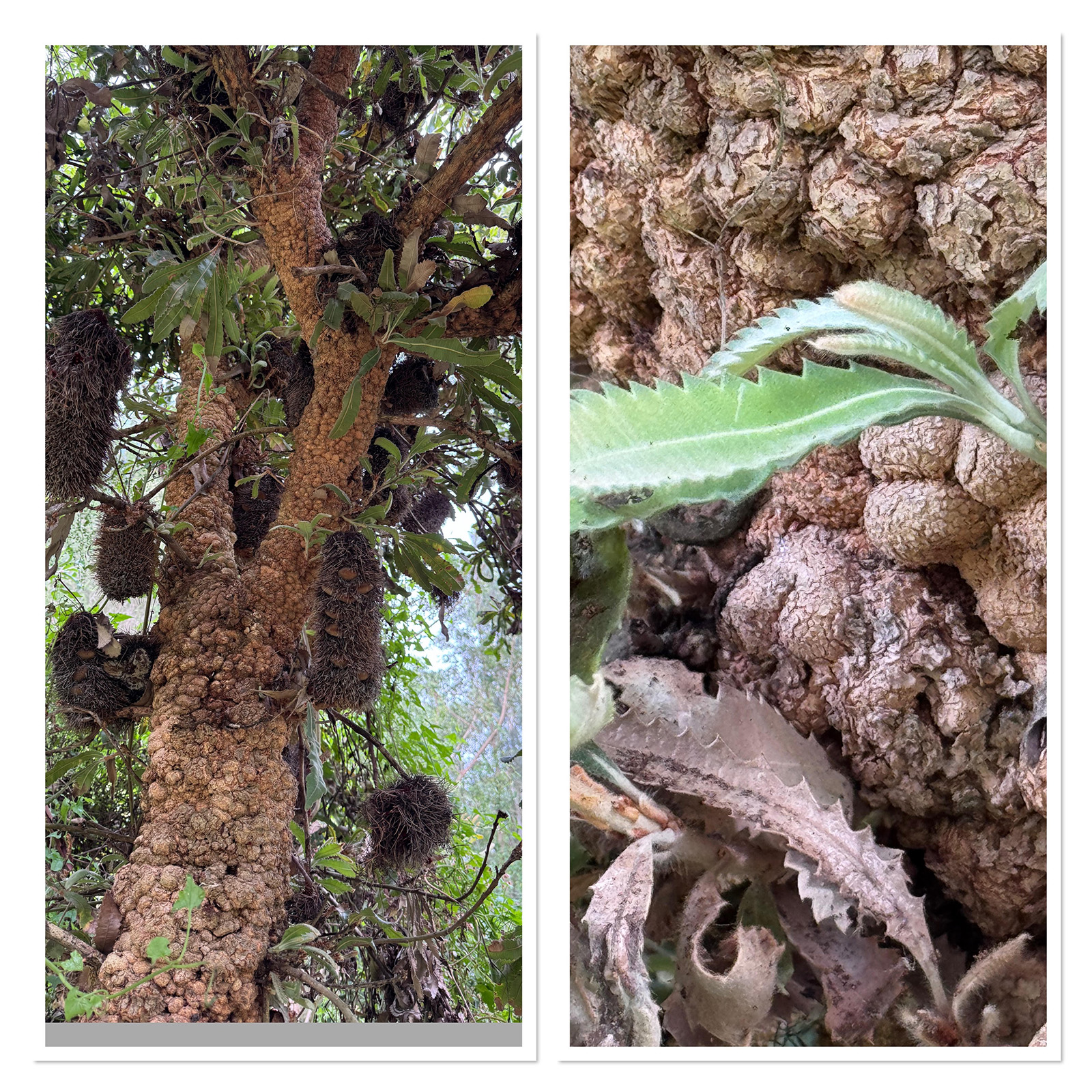 Banksia