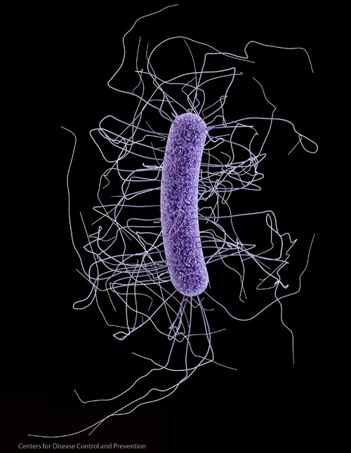 Clostridium difficile infection