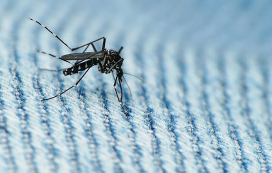 Zika virus conversation 550x350