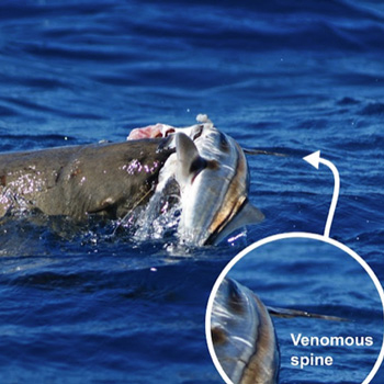 Seal