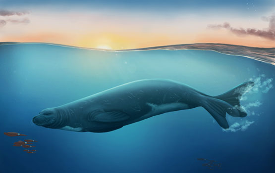An artist’s impression of Eomonachus belegaerensis Image Credit: illustration by Jaime Bran for Te Papa Museum.