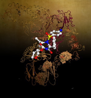 Artwork image created by Dr Erica Tandori. Research illuminating an elusive component of the adaptive immune system, how gamma delta T cells sense the metabolite-antigen presenting molecule MR1.