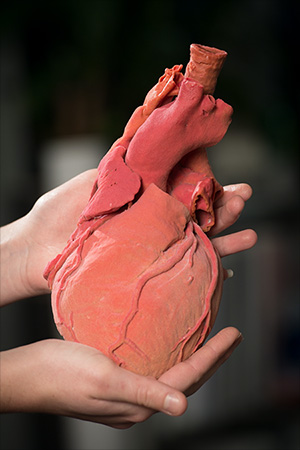 Replica 3D body structures can be used to teach anatomy