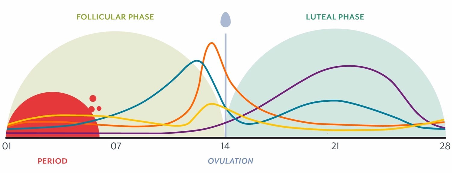 Menstrual Cycle