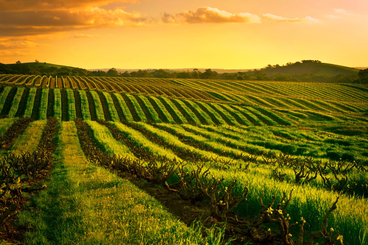 Vineyard in Borossa valley