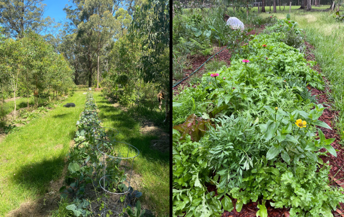 Two photos showing abundance of plants and biodiversity at Chaffin Creek Farm