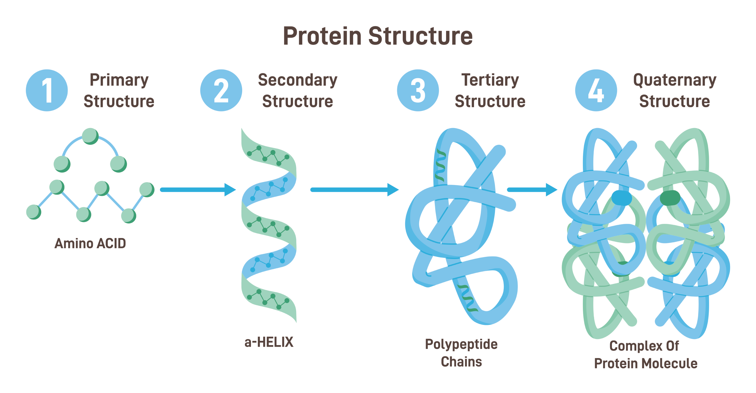 Protein Structure Student Academic Success