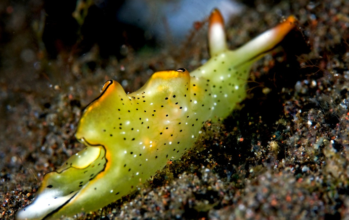 Sea Slug