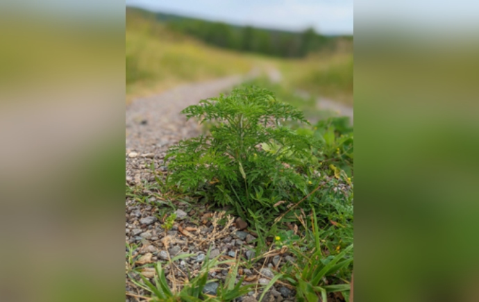 Close-up of invasive ragweed growing outdoors in research field conditions.
