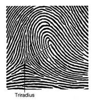 finger print