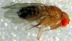 Drosophilla (fly)