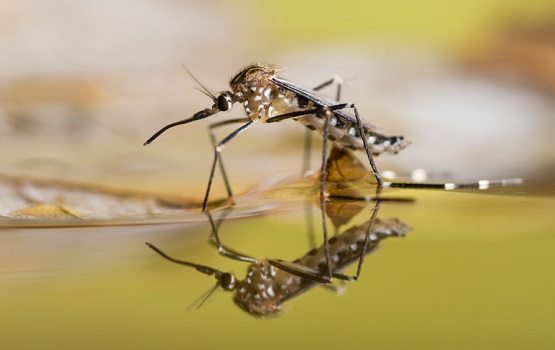 Dengue blocking bacteria Wolbachia rolled out in La Paz Mexico thanks to World Mosquito Program