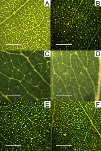 Eucalyptus venation. Image: A/Professor Martin Burd. Eucalyptus venation. Image: A/Professor Martin Burd.