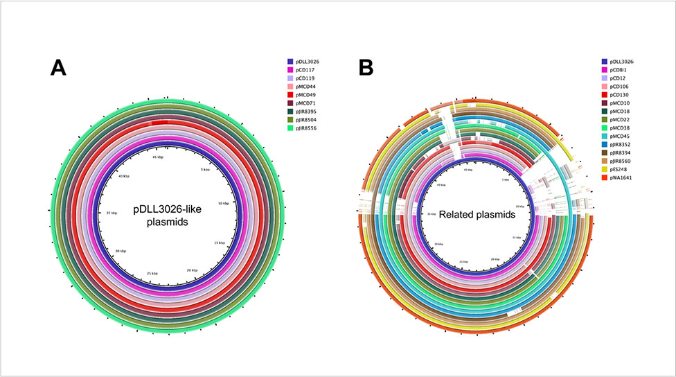 Figure 3: A new family of C. difficile plasmids (Amy, Johanesen & Lyras).
