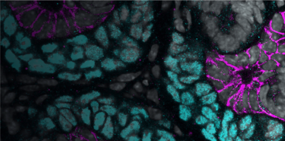 Optical and Advanced Microscopy