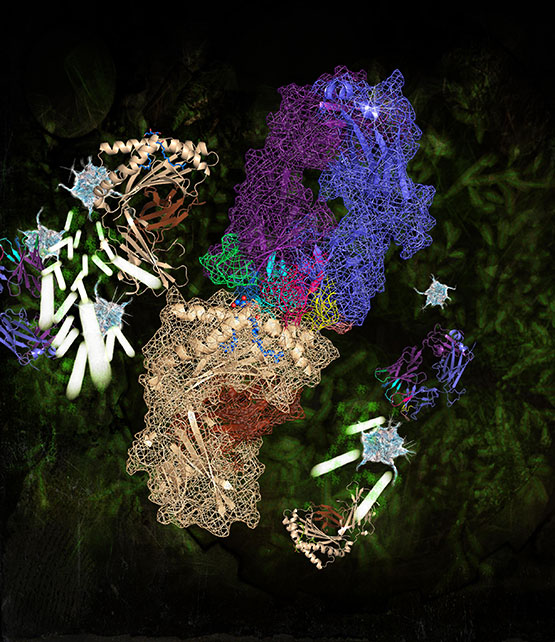 Artwork image created by Dr Erica Tandori "Branching Out - branched chain fatty acids, bacteroides Fragilis and Natural Killer T Cell activation in the gut biota". The image shows central fig of molecule SB2217, surrounded by images from Fig 4a and NKT cells (sparkly blue) and bacteroides fragilis, in the background the same branching B. fragilis in green.