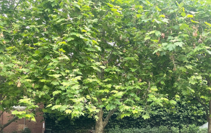 Row of trees in the foreground and a hedge and brick building in the background
