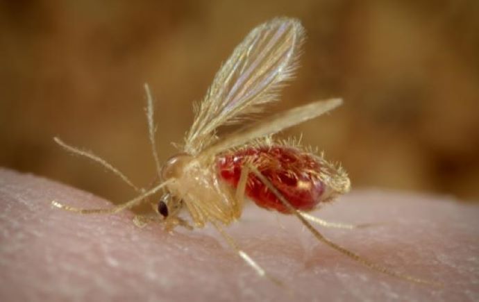 Left lateral view of a Phlebotomus papatasi sand fly
