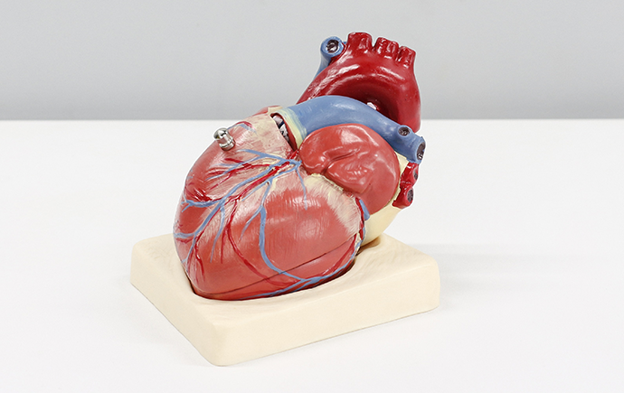 Heart model