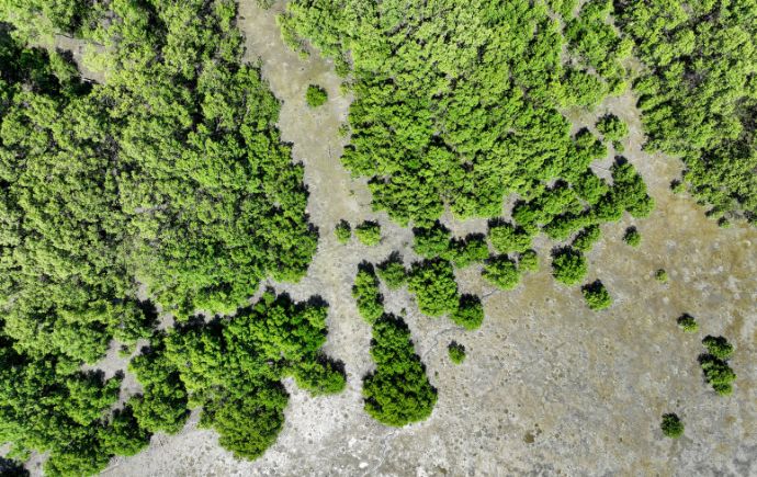 Mangroves in Fiji