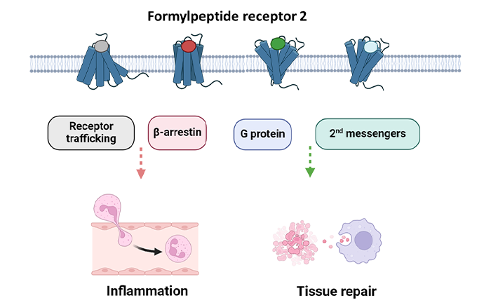 Biased receptor signalling and intracellular trafficking profiles of structurally distinct formylpeptide receptor 2 agonists