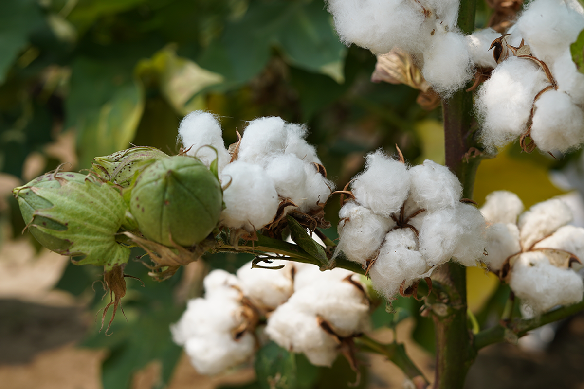 Genetically modified cotton