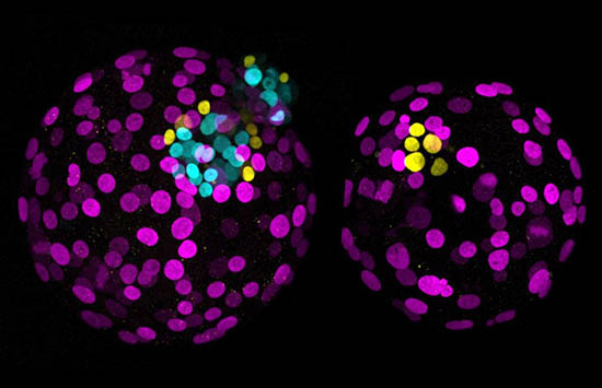 Day 6 human embryos showing the effect of NANOG presence versus absence. 