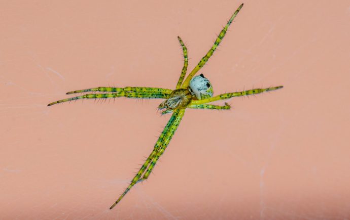 The Dome Tent spider (Cyrtophora moluccensis)