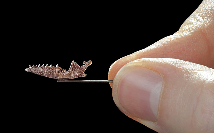 Photo of Bishop's Jaw